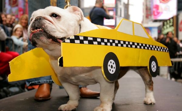 перевозка животных